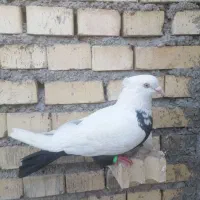 کفتر|پرنده|خرمشهر, |دیوار