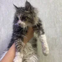 واگذاری گربه DLH