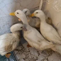 فروش اردک