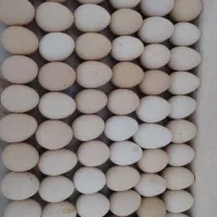 تخم مرغ رسمی لذیذ