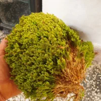 خزه جنگلی تازه با گونی سه خط بزرگ