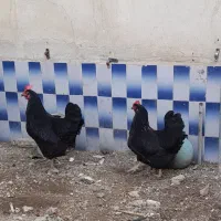 مرغ بلک استار اصل