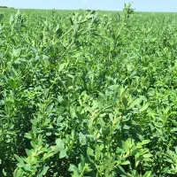 یونجه پای آخوری