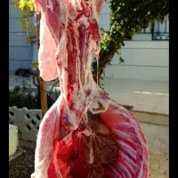 گوسفند زنده سبک وسنگین گوشت خالص
