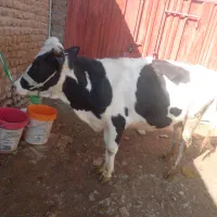 گاوگوساله|حیوانات مزرعه|بروجرد, |دیوار