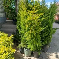 نهال کیسه پرس ارقام میوه