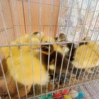 جوجه رنگی وجوجه اردک