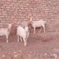 چهار راس بزغاله سانن اصیل ازمادران پرشیر