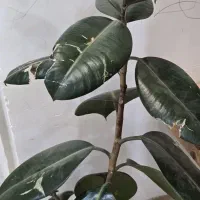 گل طبیعی سبز|گل و گیاه طبیعی|میبد, |دیوار