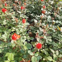 رز هلندی گلدانی سوپر سطل ۳ با کیفیت بالا