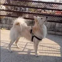 اشپیتز ۱ ساله ماده