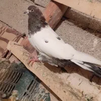 کبوتر کله دار|پرنده|همدان, |دیوار