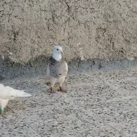 طوق شاهزاده