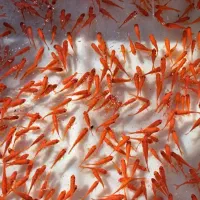 ماهی قرمز|ماهی|زارچ, |دیوار