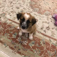 توله سگ دو ماهه بومی