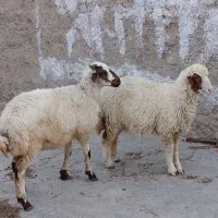 دوراس بره ماده خوشکل عروسک قیمت خیلی مناسب