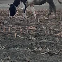 دو عدد گاو آبستن ۷ماهه|حیوانات مزرعه|قشلاق دشت, |دیوار