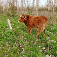 گاو محلی|حیوانات مزرعه|ضیابر, |دیوار