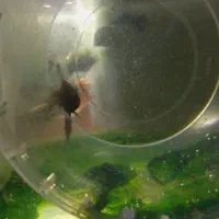 فایتر جنگجو جفتی ۲۲۰ معاوضه با پرنده|ماهی|مشهد, حجاب (شهرک غرب)|دیوار