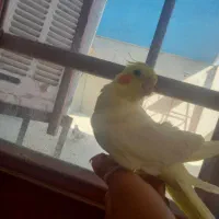 عروس هلندی دستی|پرنده|خمینیشهر, |دیوار