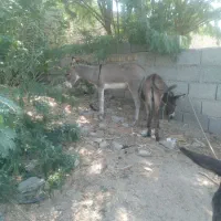 کره نروماده