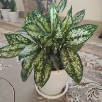 چند عدد گل زیبا به دلیل کمبود جا به فروش میرسد