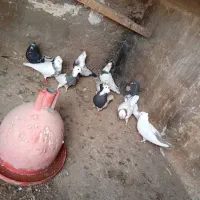 فروش کبوتر رنگی|پرنده|باوی, |دیوار