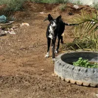 سگ نژاد گریدین ماده