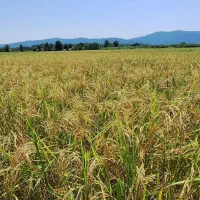 برنج سورت شده هاشمی