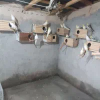 عروس هلندی|پرنده|قائم‌شهر, |دیوار