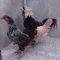 مرغ و خروس لهستانی