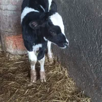 چهار راس گوساله نر