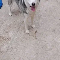 واگذاری هاسکی زیبا