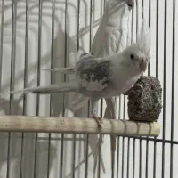 عروس هلندی آلبینو و دوکت|پرنده|رفسنجان, |دیوار