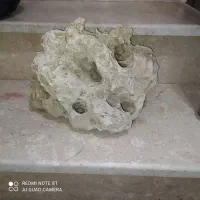 سنگ آکواریوم