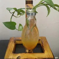 گلدون آبی دست ساز برای رشد ریشه گیاه