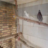 کفتر|پرنده|اردکان, |دیوار