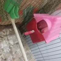 فنچ یک جفت با چهار تخم قلعه تل|پرنده|باغ ملک, |دیوار