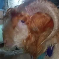 سالار بره قوچ عروسک بختیاری نازدار میش رون