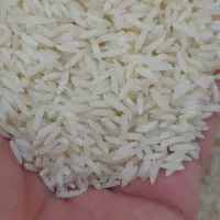 برنج طارم محلی فریدونکنار امسالی به شرط خالص|خوردنی و آشامیدنی|اصفهان, رزمندگان|دیوار