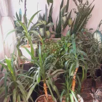 گل طبیعی و عروس هلندی