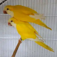 فروش ویژه طوطی سانان|پرنده|شیراز, فرودگاه شهید دستغیب شیراز|دیوار