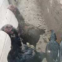 تخم مرغ ،لاری