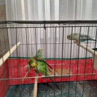 ۳ مرغ عشق با قفس و لوازم