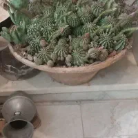 تغار پر کاکتوس