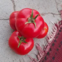 گوجه توسرخ درجه یک دسچین ترش گوشتی رب اعلا|خوردنی و آشامیدنی|مشهد, طبرسی شمالی|دیوار
