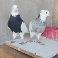 کبوتر طوقی پاصاف کاکلی الماسی|پرنده|یاسوج, |دیوار