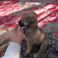 سگ ژرمن|سگ|مشهد, گاز|دیوار