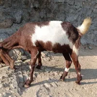 بز نژاد افغان