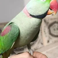 شاه طوطی فول دستی سخنگو۴۰کلام